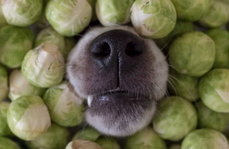 Can Dogs Eat Brussels Sprouts