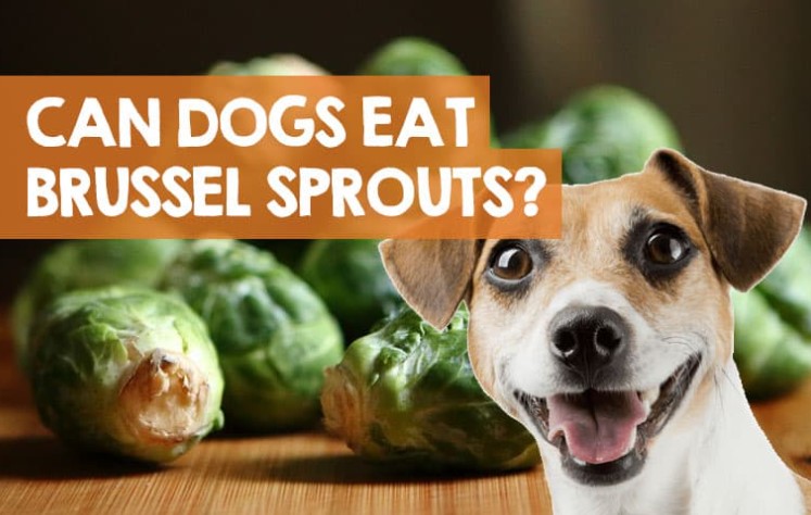 Can Dogs Eat Brussels Sprouts