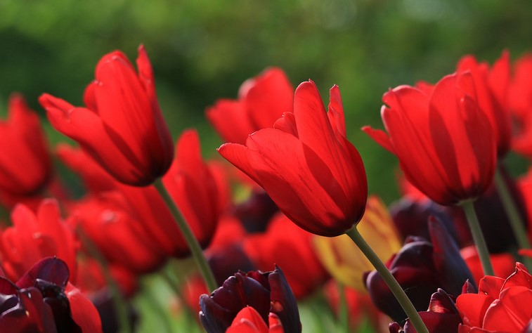 Red Tulip Meaning - What Does the Red Tulip Mean