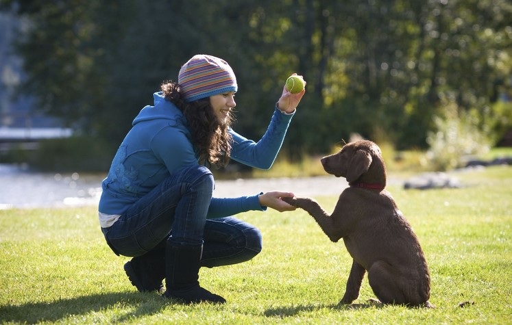 Do eggs give dogs a shiny coat?