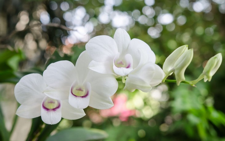 What is the best color for an orchid?