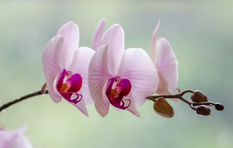 White Orchid Meaning and Color Symbolism