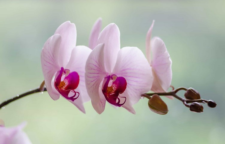 white-orchid-meaning-and-color-symbolism-fodfood