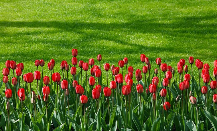 Red Tulip Care and Meaning