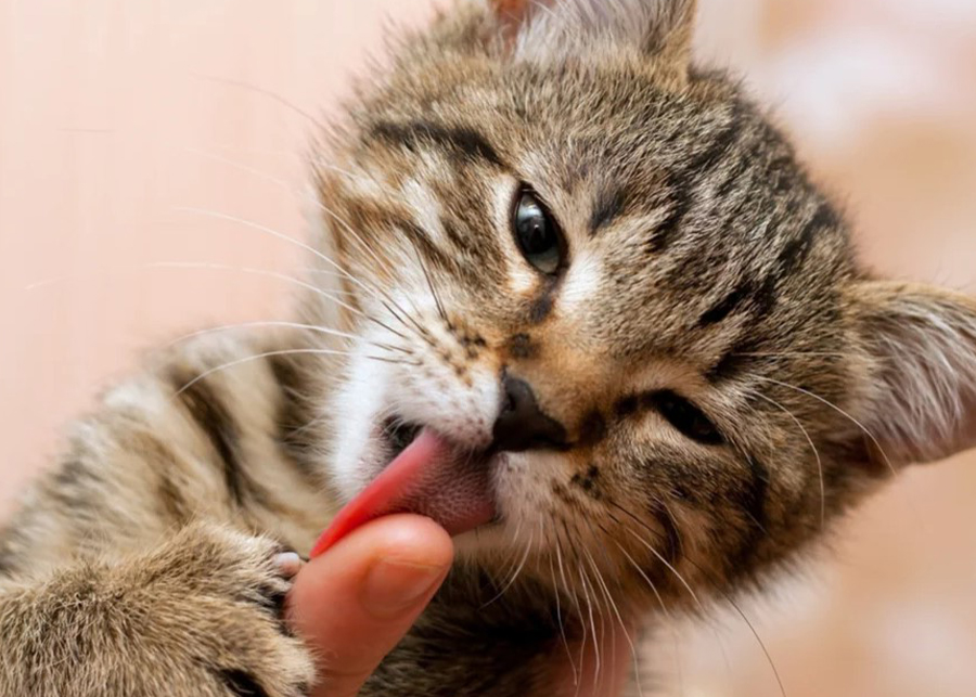 Best Ways to Show Your Cats You Love Them » fodfood