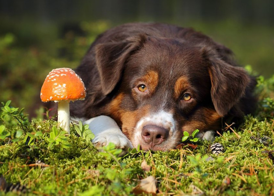 Can Dogs Eat Mushrooms?