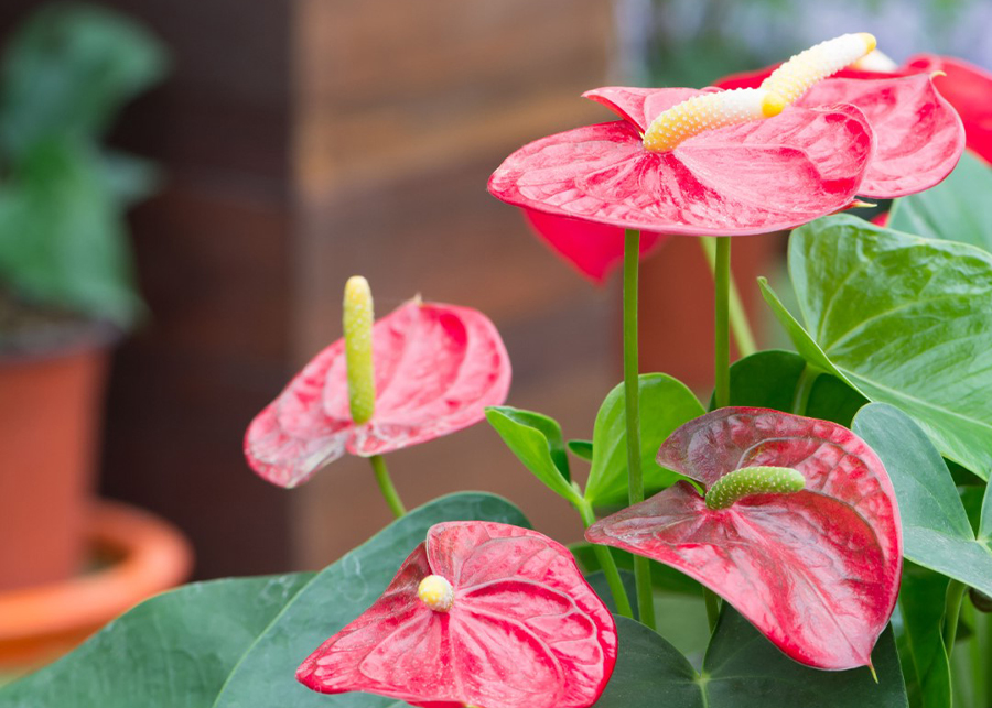 Anthurium Care - How to Care For Different Types of Anthuriums