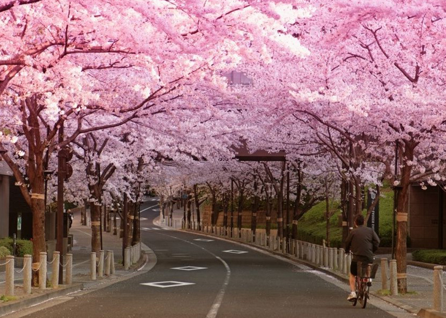 What's the prettiest City in Japan? » fodfood