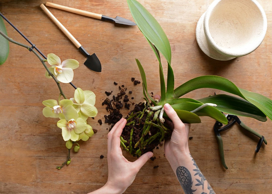 How to Bring an Orchid Back to Life